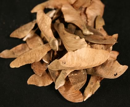 Maple Seed Divination
